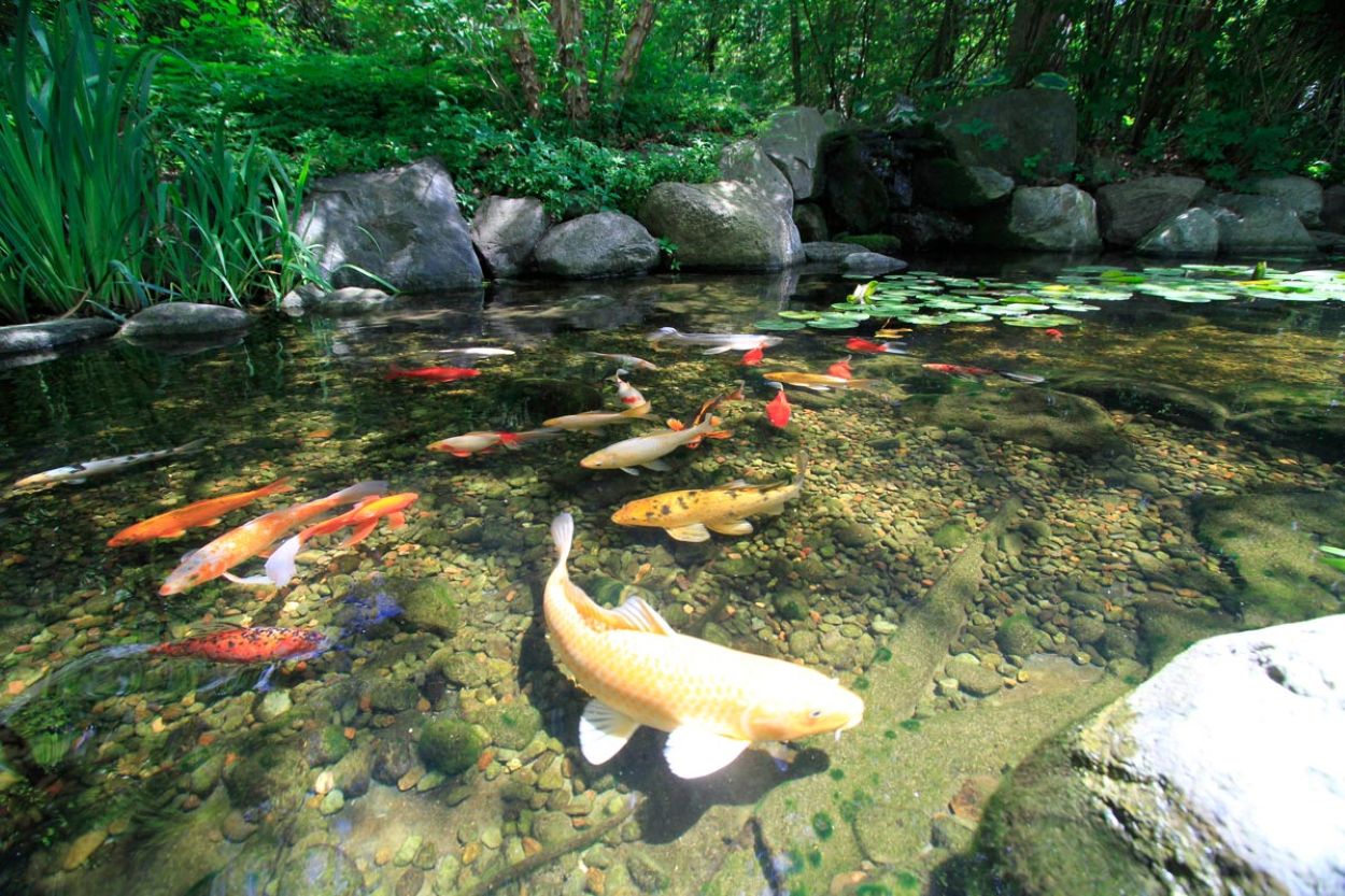 Creative Oasis - Pond Installation